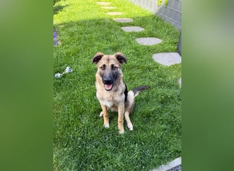 Filou- Schäferhund-MIx