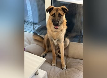 Filou- Schäferhund-MIx