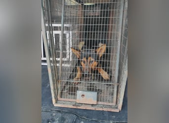 menschenbezogener Morris