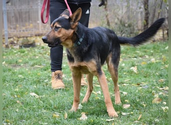 menschenbezogener Morris