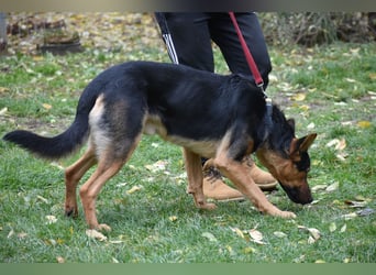 menschenbezogener Morris