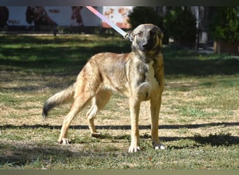 Atlas