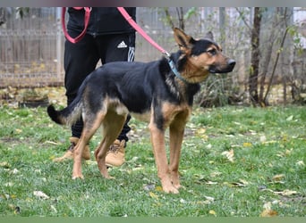 menschenbezogener Morris