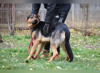 menschenbezogener Morris