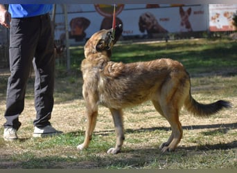 Atlas