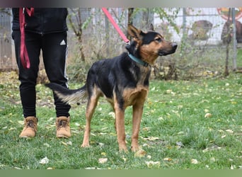 menschenbezogener Morris