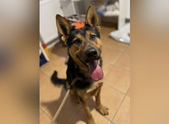 menschenbezogener Morris