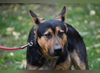 menschenbezogener Morris