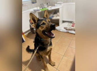 menschenbezogener Morris