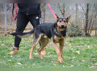 menschenbezogener Morris