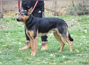 menschenbezogener Morris