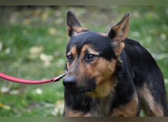 menschenbezogener Morris