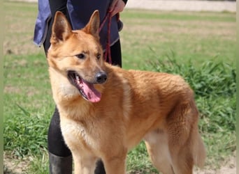 Lupetto - Da bist du ja