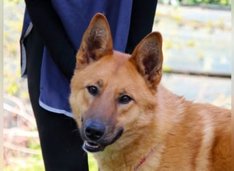 Lupetto - Da bist du ja