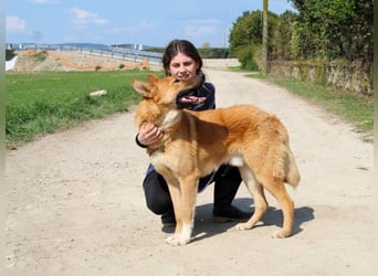 Lupetto - Da bist du ja