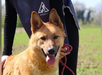 Lupetto - (Dringend Pflegestelle oder Zuhause gesucht)  Da bist du ja