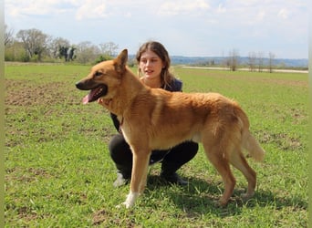 Lupetto - (Dringend Pflegestelle oder Zuhause gesucht)  Da bist du ja