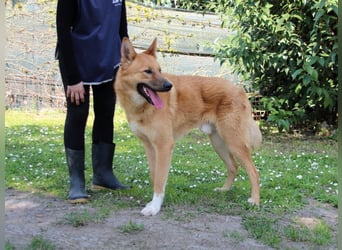 Lupetto - (Dringend Pflegestelle oder Zuhause gesucht)  Da bist du ja