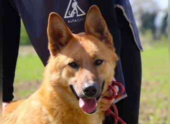 Lupetto - Da bist du ja