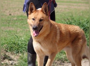 Lupetto - (Dringend Pflegestelle oder Zuhause gesucht)  Da bist du ja