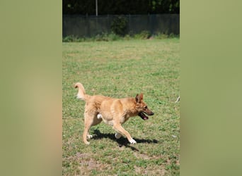 Lupetto - (Dringend Pflegestelle oder Zuhause gesucht)  Da bist du ja