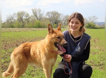 Lupetto - Da bist du ja