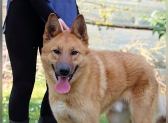 Lupetto - (Dringend Pflegestelle oder Zuhause gesucht)  Da bist du ja