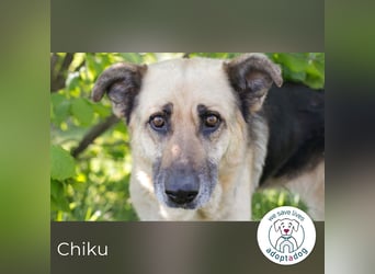 Chiku 2158880 sucht ein zu Hause
