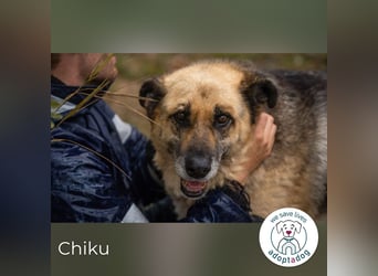 Chiku 2158880 sucht ein zu Hause