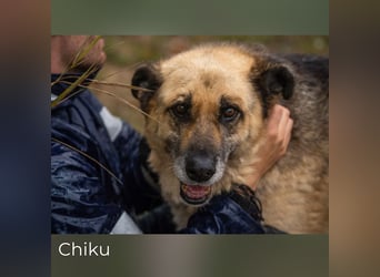 Chiku: Entspannt, entspannter, Chiku!