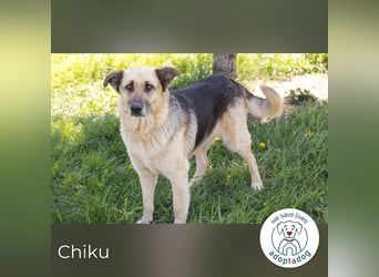 Chiku 2158880 sucht ein zu Hause