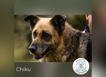 Chiku 2158880 sucht ein zu Hause