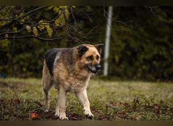 Chiku: Entspannt, entspannter, Chiku!