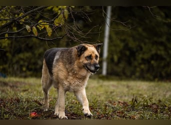 Chiku: Entspannt, entspannter, Chiku