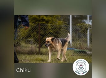 Chiku 2158880 sucht ein zu Hause