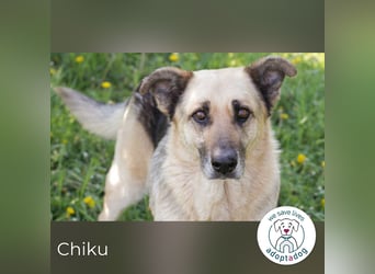 Chiku 2158880 sucht ein zu Hause