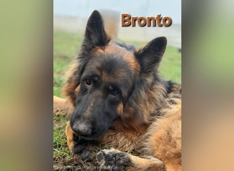 ❤️ Bronto ein Traumhund