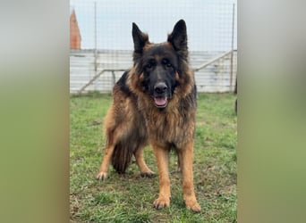 ❤️ Bronto ein Traumhund