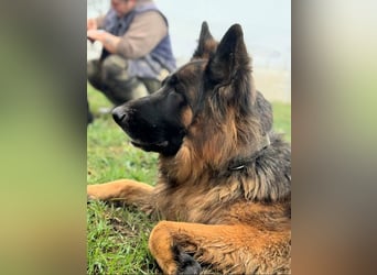 ❤️ Bronto ein Traumhund