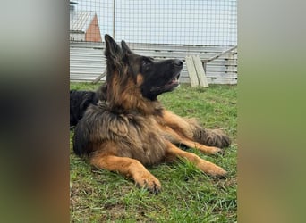 ❤️ Bronto ein Traumhund