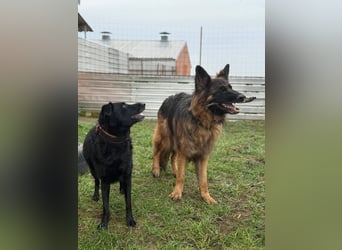 ❤️ Bronto ein Traumhund