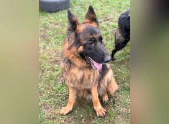 ❤️ Bronto ein Traumhund