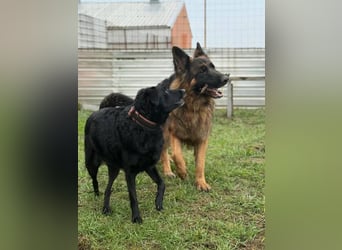 ❤️ Bronto ein Traumhund