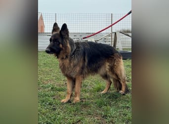 ❤️ Bronto ein Traumhund