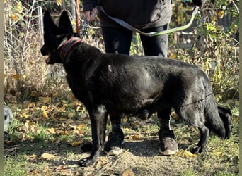 Elza - Gnadenplatz gesucht!!!