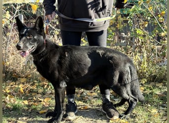 Elza sucht Gnadenplatz
