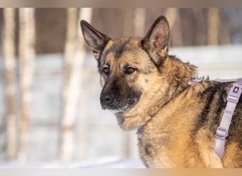 Menschenbezogene Lima sucht ihr Zuhause