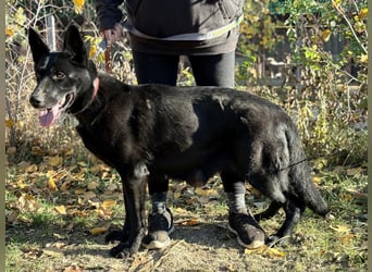 Elza - Gnadenplatz gesucht!!!