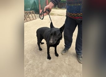 Elza - Gnadenplatz gesucht!!!