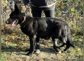 Elza - Gnadenplatz gesucht!!!